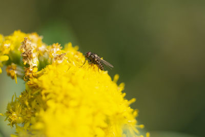 Close-up of insect on yellow flower