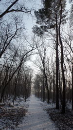 Road amidst trees against sky