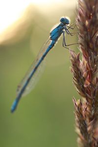 Close-up of insect on flower