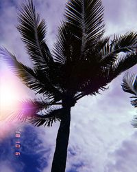 Low angle view of palm tree against sky