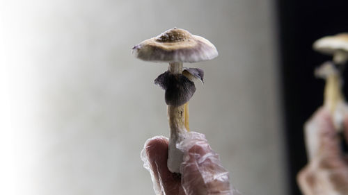 Close-up of hand holding mushroom