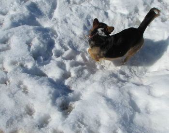 Dog standing on snow