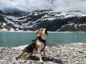 Mountain lakes dog