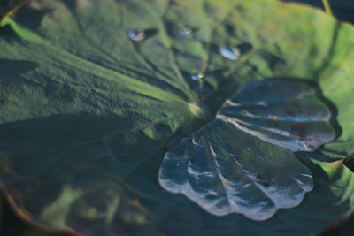 Close-up of water drops on leaves