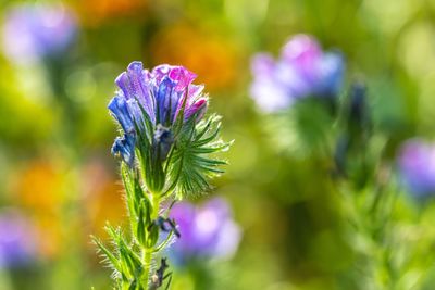 Close-up of purple flowering plant