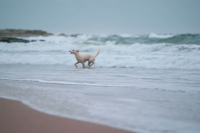 Dog on beach