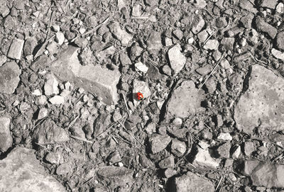 High angle view of cracked rock on street