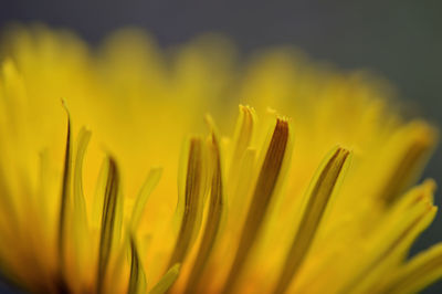 Close-up of yellow flower blooming against sky