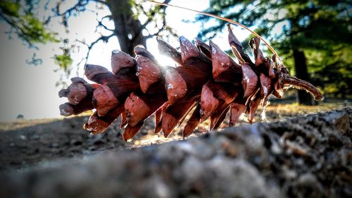 Close-up of pine cone