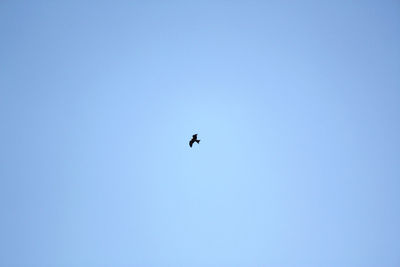 Low angle view of bird flying against blue sky