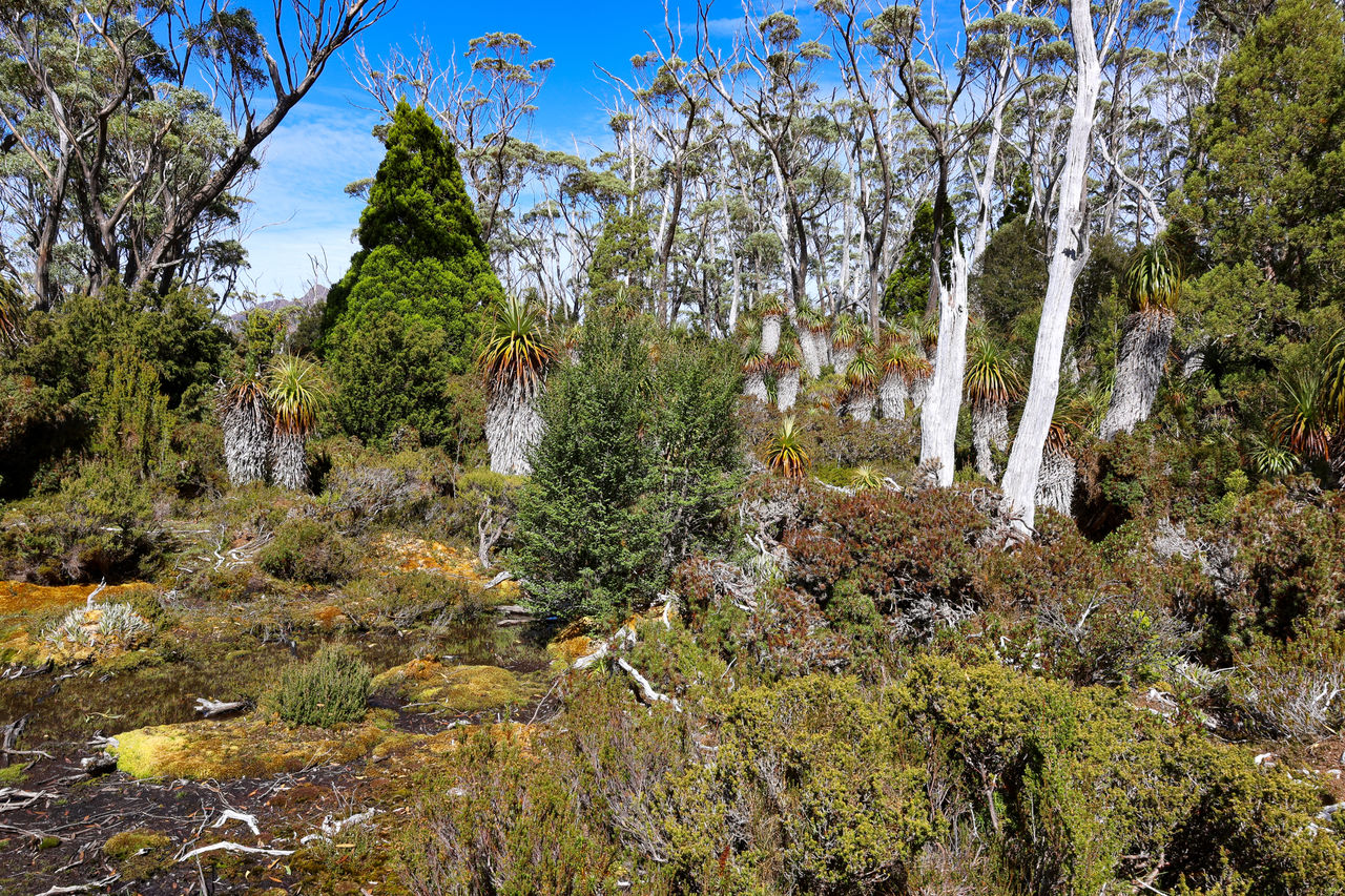 plant, tree, wilderness, nature, growth, woodland, beauty in nature, autumn, tranquility, no people, forest, sky, land, natural environment, scenics - nature, day, tranquil scene, non-urban scene, leaf, flower, vegetation, green, environment, outdoors, trail, landscape, sunlight, low angle view, coniferous tree, pine tree, pinaceae, idyllic, water