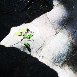 Close-up of leaves in water