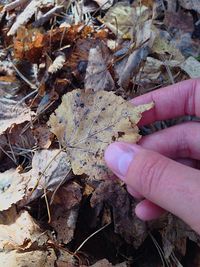 Close-up of dry leaves