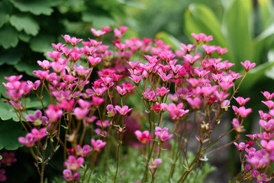 Pink saxifrage flowers bloom in the garden in spring