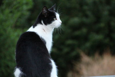 Close-up of a cat looking away