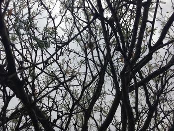 Low angle view of bare tree against sky