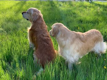 View of a dog on field