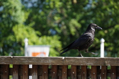 Bird perching on wooden railing