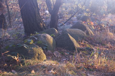 View of tree trunk on field