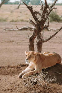 Cat lying on a field