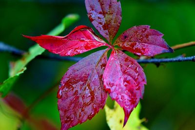 Close-up of pink leaves on plant during autumn
