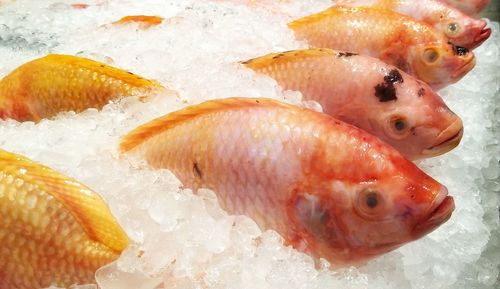 Close-up of fish in ice