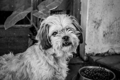 Close-up portrait of a dog