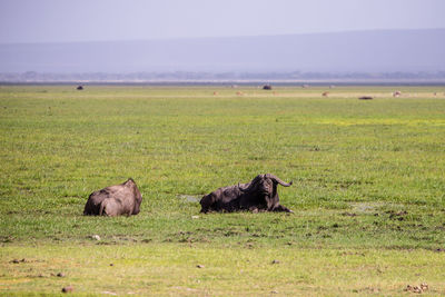 Buffalos in a field