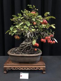 Close-up of potted plant on table