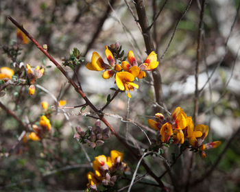 Close-up of flowers against blurred background