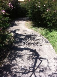 Footpath in forest