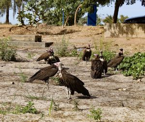 Pigeons on a field