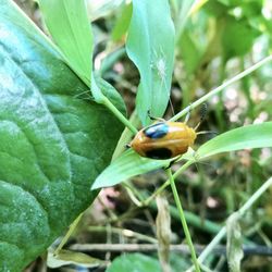 Close-up of insect on plant