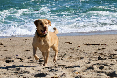 Dog on beach