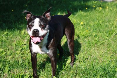 Portrait of a dog on field