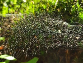 Close-up of wet spider web on plants