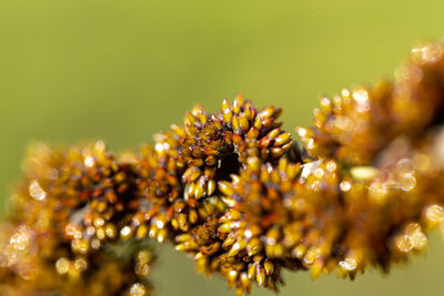 Close-up of insect on plant