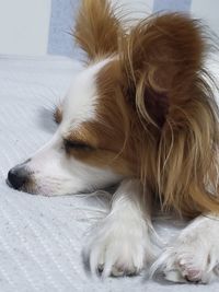 Close-up of a dog lying down