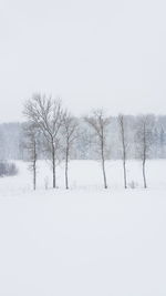 Bare trees on snow covered field