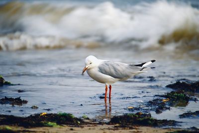 Seagull on beach