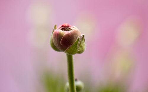 Close-up of pink flower bud