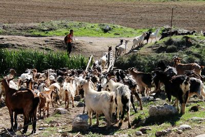 Flock of sheep on field
