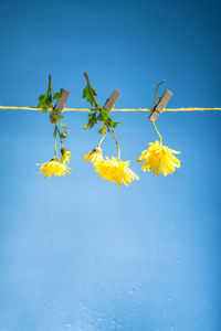 Close-up of yellow flowering plant against clear sky