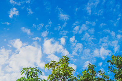 Low angle view of trees against blue sky