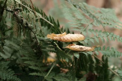 Close-up of pine cone on plant