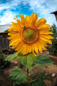 Close-up of sunflower on field