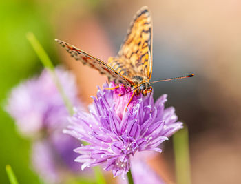 Close-up of butterfly pollinating on purple flower