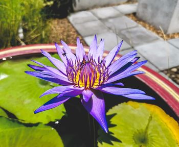 Close-up of purple water lily in pond