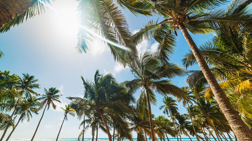 Low angle view of coconut palm trees against clear sky