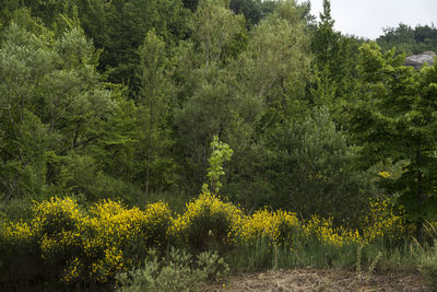 Yellow flowering plants on field